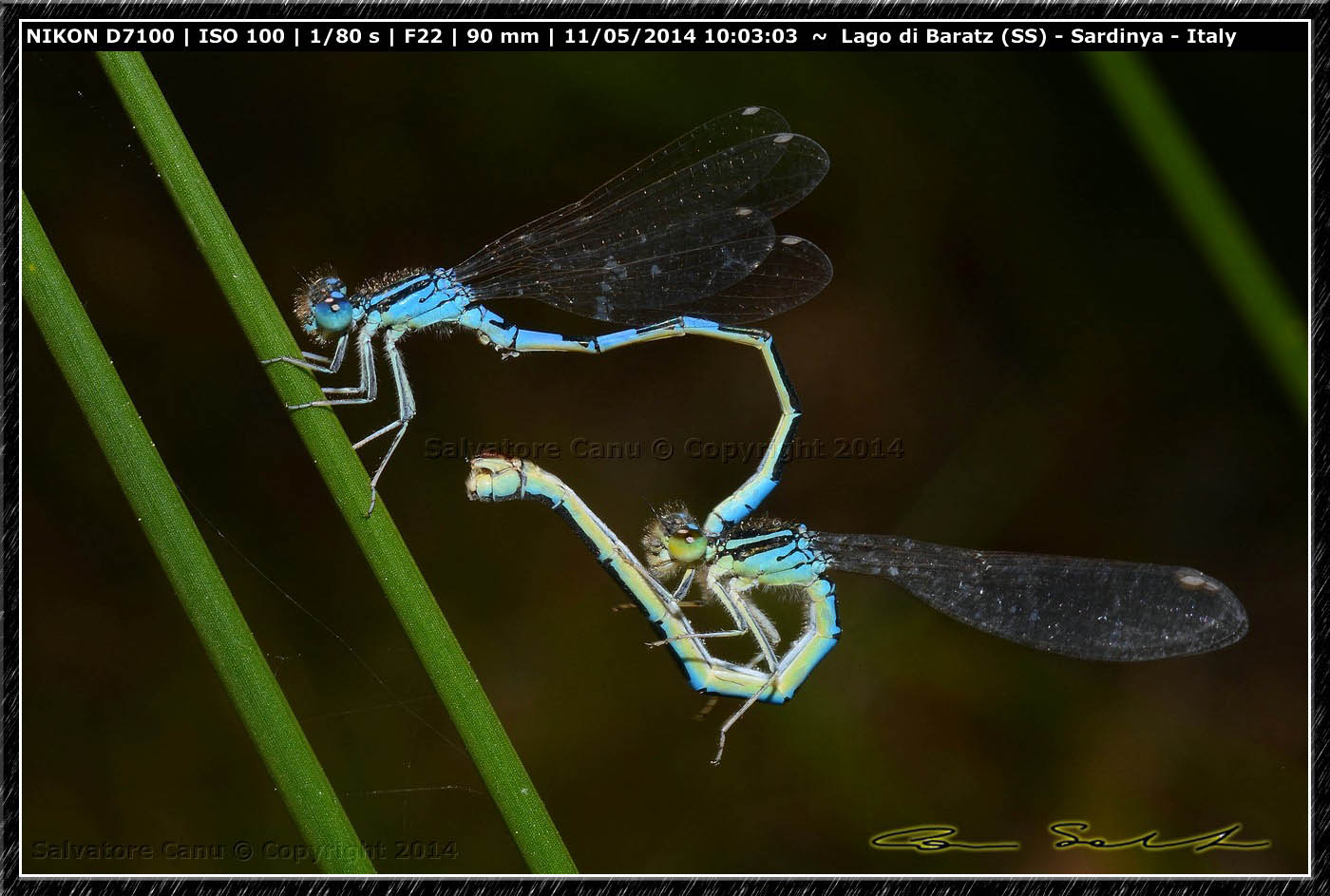 Coenagrion scitulum, accoppiamento da Baratz 2 (SS)